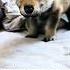 A Man Found A Lonely Wolf Cub And Then Wolf Wildanimals