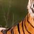 Tiger Sound Sound Effects No Copyright