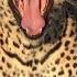 Leopard S Mighty Roar