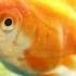Gangnam Style PSY Goldfish Style Petodies