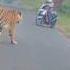Deadly Tiger Encounter Biker S Heart Stopping Moment Tadoba National Park