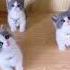 CUTE CATS INSTA TIK TOK милые котята коты кошки