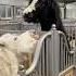Маленькая банда Дружба Хавика и МилкиВея Www Minihorse Russia Ru ксксозидатель раамл кусь