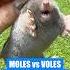 Moles Vs Voles What S Wrecking Your Lawn Shorts