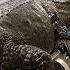 How Millions Of Crocodiles Are Raised Processed Crocodile Farming For Meat Skin