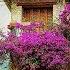 Bougainvillea Wieslawa Dudkowiak Music Accordion