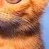 Funny Animal Videos 2023 Funniest Dogs And Cats Videos 107