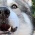 THE TIMBER DOG DANGEROUS WOLFDOG Or FLUFFY PET