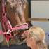 Есть тут сектанты хочуврек глобальныерекомендации секта Equestrian конюшня конныйспорт