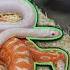 Snake Breeding Plans 2024