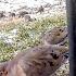 Flock Of Mourning Doves Stimulating Video For Cats To Watch Leave On All Day For Your Pet