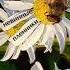 мудрые мысли Https T Me Idei Rosta