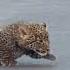 Leopard Teaches Cubs How To Cross The Road