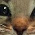 Приключение Маленького Котенка 1 Little Kitten Adventure Games на пурумчата