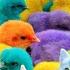 Menangkap Ayam Lucu Ayam Warna Warni Ayam Rainbow Bebek Angsa Ikan Hias Ikan Cupang