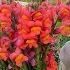 How To Grow Snapdragons As Cut Flowers From Seed To Harvest