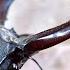 European Stag Beetle Lucanus Cervus