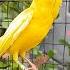 Video For Canary Training 25 M Canary Training 0 25 Hour Canario Canary Song