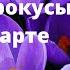 Shorts Музыкальная открытка с 8 Марта Весна 2021 первые крокусы