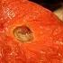 Stuffed Tomatoes W Ground Meat Filled Tomatoes W Mince Cheese Recipe 145