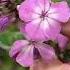 Roberta S 3 Piece Early To Bloom Tidy Garden Phlox On QVC