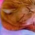 Кот играет на пианино 10 часов Keyboard Cat 10 Hours
