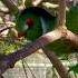 White Cheeked Turaco Courtship Bird Sounds