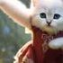Kitten Dancing Apt Aptapt Catvideos Catapt Apache Apace Catdance Miau Meow Trending