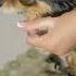 The Fastest Way To Get Rid Of Fleas On A Dog Shorts