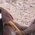 Mynah Birds Beos Birds Fight Over A Female