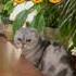Я котик ты котик