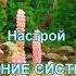 ОЗДОРОВЛЕНИЕ СИСТЕМЫ ДЫХАНИЯ Сытин без музыки
