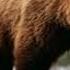 Bear Sound Effects