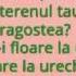 LORA Floare La Ureche VERSURI