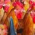Let S Raise Chickens With All Your Heart Chicken Farm Soson Farm