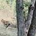 Tiger Vs Leopard