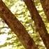 Straight White Teeth Our Love Was Beautiful Live From The Parkville Nature Sanctuary