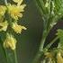 Yellow Sweet Clover Identification Wild Edible And Medicinal Plants