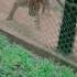 Though In The Cage You Re Wild Leopard National Wildlife Zoo Shorts Ytshorts Youtubeshorts