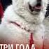 Невзоров о своей собаке Арвен невзоров