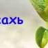 Билал Мархийн сахь