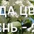 Когда цвела сирень 2024