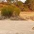 Male Lion Hunts Impala And A Very Cute Elephant