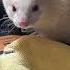 Ferret Love Animals Friendship Us Cute Rescue