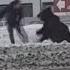 Pet Bear Chases Owner In Russia