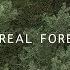 Mammal Hands Boreal Forest Official Video Gondwana Records