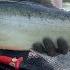 Limiting Out Alaska Salmon Fishing Can It Get Any Better