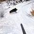 дикий кабан отличный выстрел лучший охота в снегу Cinghiale Chasse Wildboar Chasseur Sanglier