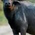 Amazing Buffalo Sound Baffalo Cow Animalsounds Sound Trending Youtubeshorts Shorts India