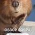 Обзор Бобра Ромы Shorts бобр